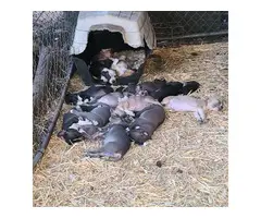 2 months old ABKC American Bully puppies - 16