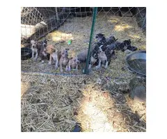 2 months old ABKC American Bully puppies - 18