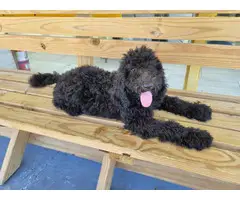 Purebred Standard Poodle puppies
