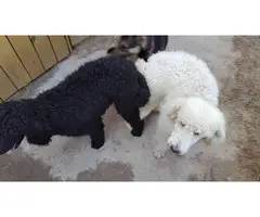 Purebred Standard Poodle puppies - 2