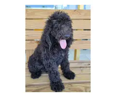 Purebred Standard Poodle puppies - 3