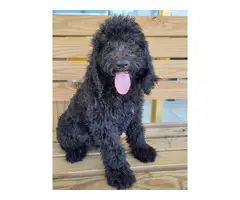 Purebred Standard Poodle puppies - 4