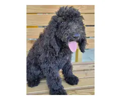 Purebred Standard Poodle puppies - 5