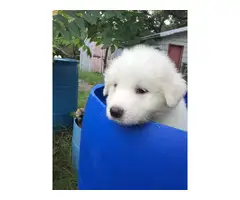 7 Great Pyrenees puppies for sale - 2