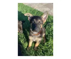 Five German Shepherd Puppies for Sale - 3