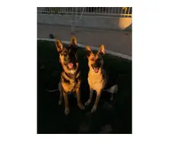 Five German Shepherd Puppies for Sale - 6