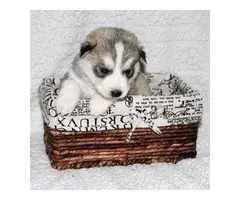 Siberian Huskies Puppies for Sell - 2