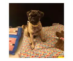 Gorgeous 6 month old female pug puppy