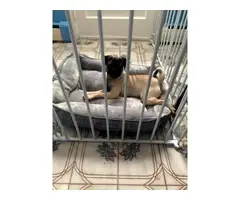 Gorgeous 6 month old female pug puppy - 3