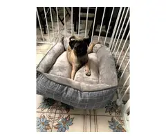 Gorgeous 6 month old female pug puppy - 4