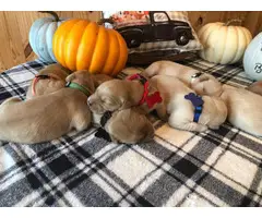 AKC Golden retriever puppies for sale