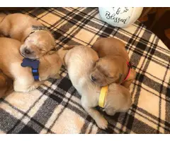 AKC Golden retriever puppies for sale - 3