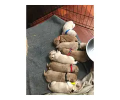 AKC Golden retriever puppies for sale - 5