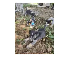 6 weeks old Blue Heeler puppies - 3