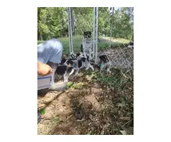 6 weeks old Blue Heeler puppies - 4