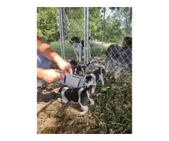6 weeks old Blue Heeler puppies - 8