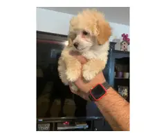 Mini Toy Poodle - 2