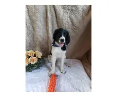 3 Newfypoo puppies for sale