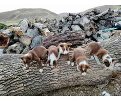 Purebred Border Collie puppies for sale - 3