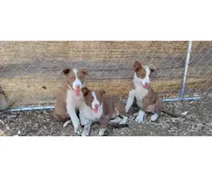 Purebred Border Collie puppies for sale - 4