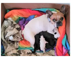 AKC French Bulldog Puppies for Sale
