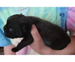 AKC French Bulldog Puppies for Sale - 4