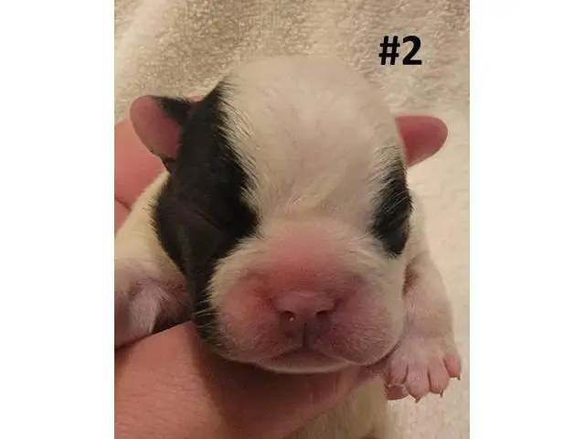 AKC French Bulldog Puppies for Sale - 10/14