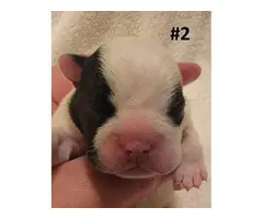 AKC French Bulldog Puppies for Sale - 10