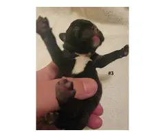 AKC French Bulldog Puppies for Sale - 11