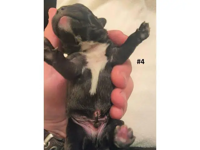 AKC French Bulldog Puppies for Sale - 13/14
