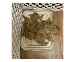AKC REGISTERED MALTIPOO PUPPIES FOR SALE.