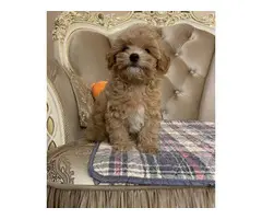 AKC REGISTERED MALTIPOO PUPPIES FOR SALE. - 2