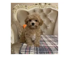 AKC REGISTERED MALTIPOO PUPPIES FOR SALE. - 3