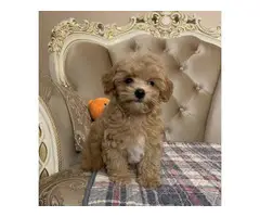 AKC REGISTERED MALTIPOO PUPPIES FOR SALE. - 4