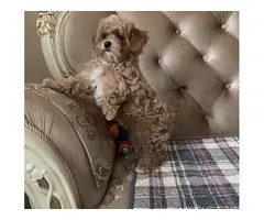 AKC REGISTERED MALTIPOO PUPPIES FOR SALE. - 5