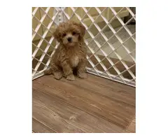 AKC REGISTERED MALTIPOO PUPPIES FOR SALE. - 6