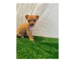 2 baby Rat Terrier Chihuahua for adoption - 3
