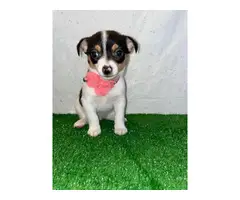 2 baby Rat Terrier Chihuahua for adoption - 6