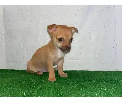 2 baby Rat Terrier Chihuahua for adoption - 7