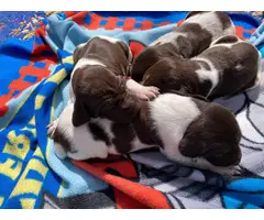10 GSP puppies for sale