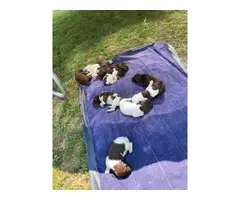 10 GSP puppies for sale - 2