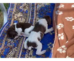 10 GSP puppies for sale - 4