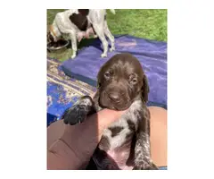 10 GSP puppies for sale - 5