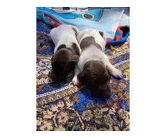 10 GSP puppies for sale - 7