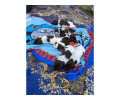 10 GSP puppies for sale - 9