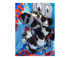 10 GSP puppies for sale - 10