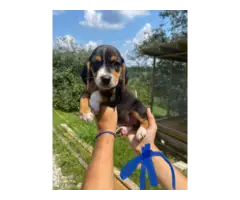 Beagle puppies - 6