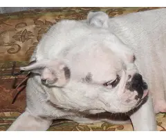 Male frenchton pups 75/25 percent. - 8