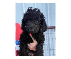 Mini Goldendoodle Puppies for sale - 2