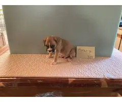 2 Boxer puppies available - 4